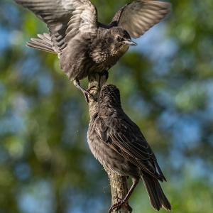 Redwell   27 05 2020   D500   Les 219.jpg